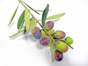 olives-1239548-640x480