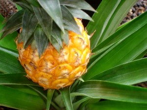 pineapple-1328488-640x480
