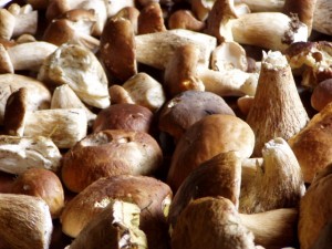 mushroom-1524014-640x480